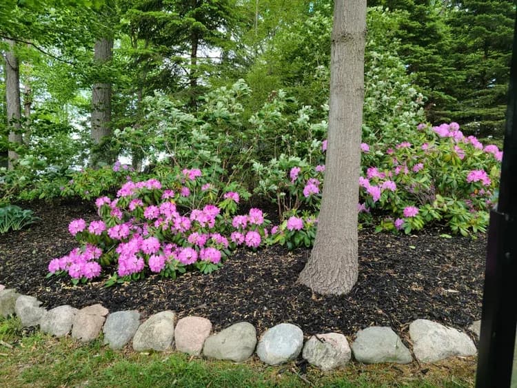 Pink flowering plants in a landscaped bed near Coloma, Michigan